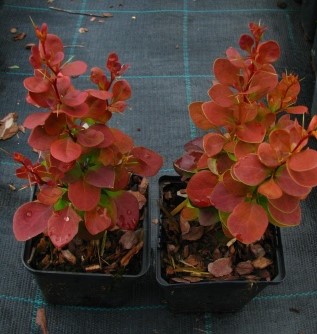 Барбарис тунберга Флоренс